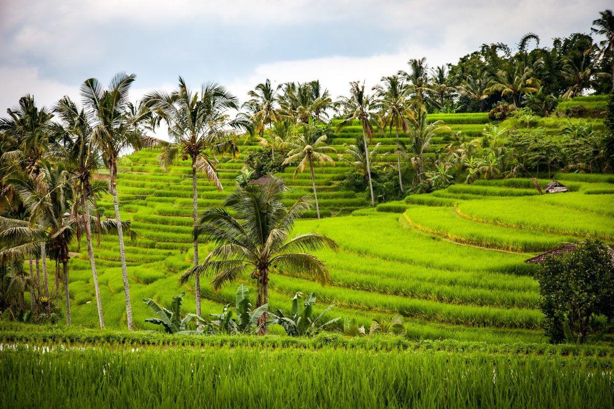 Handelsabkommen mit Indonesien: Eine Chance für Schweizer KMU Am 7. März stimmt die Schweiz über das Freihandelsabkommen mit Indonesien ab. Der Vertrag sieht umfassende Zollsenkungen und einen besseren Schutz von geistigem Eigentum vor, ist aber wegen des Palmölimports umstritten.