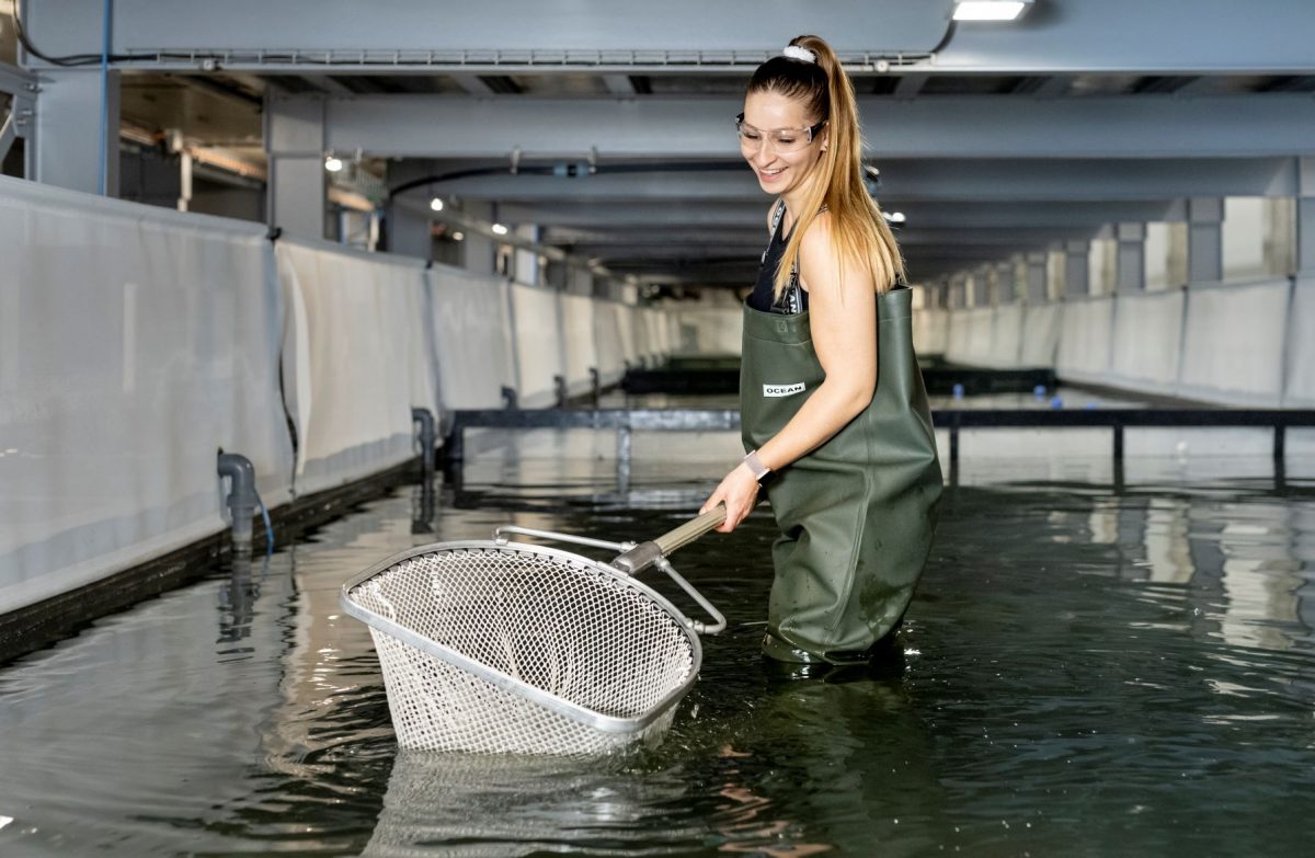 Mehr Garnelen aus lokaler Produktion