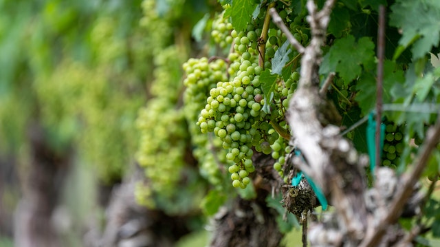 Weinernte 2021 ist völlig ins Wasser gefallen