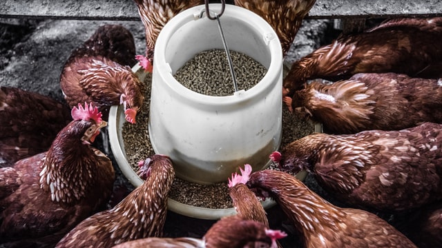 Futtermittelpreise steigen: Fleisch, Milch und Eier werden teurer