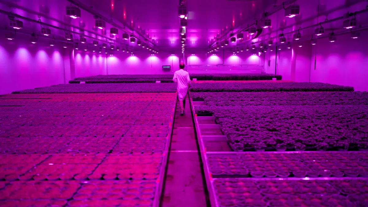 Salat ohne Sonne: In den Niederlanden tüfteln Startups am automatisierten Bauernhof, der die Agrarwirtschaft revolutionieren soll